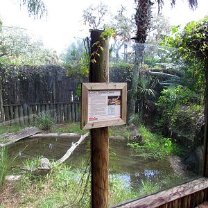 Smooth-fronted Caiman Exhibit