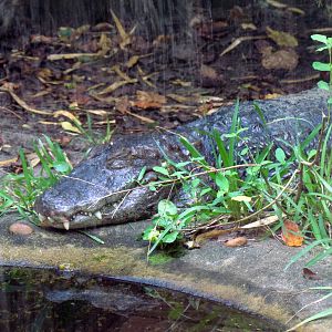 Black Caiman