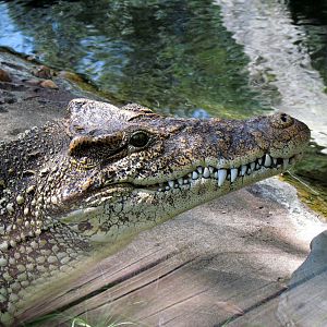 Cuban Crocodile