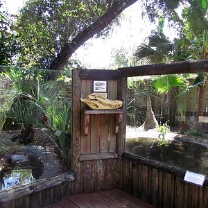 Black Caiman Skull (replica)