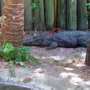 West African Crocodile