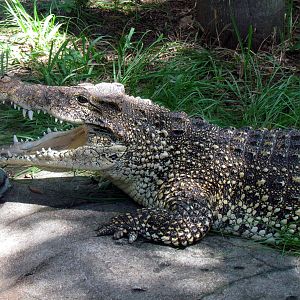 Cuban Crocodile