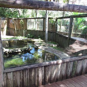 Cuban Crocodile Exhibit