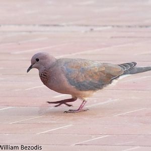 Laughing Dove