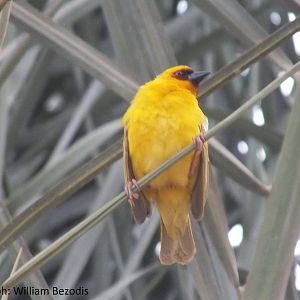 Male Ruppell's weaver