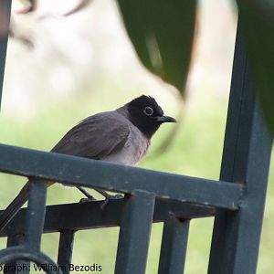 White-spectacled Bulbul