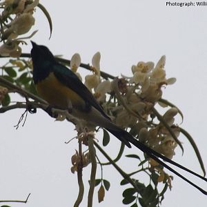 Nile-valley Sunbird