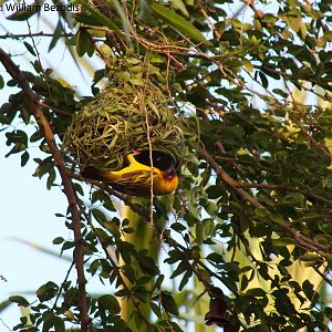 Male Ruppell's weaver on Nest