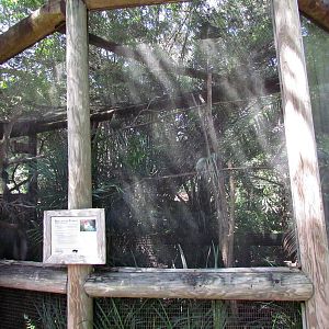 Red-crested Turaco Exhibit