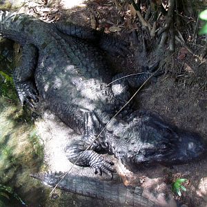 Chinese Alligator