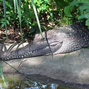 Johnston's Crocodile