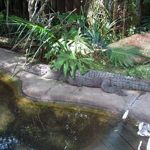 Johnston's Crocodile