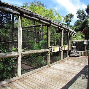 Red-knobbed Hornbill Exhibit