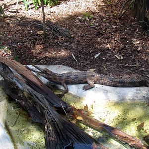Malayan Gharial (juvenile)