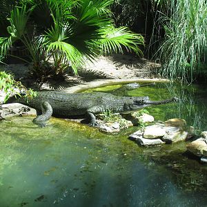 Indian Gharial