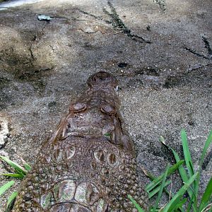 Philippine Crocodile