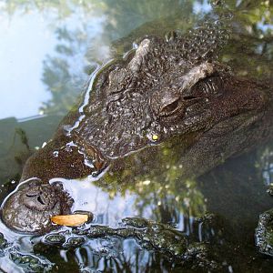 Siamese Crocodile