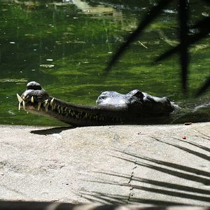 Indian Gharial