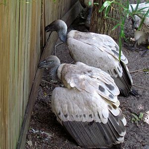 Cape Griffon Vultures