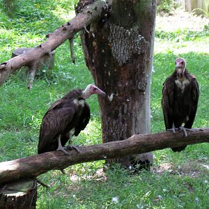 Hooded Vulture