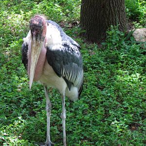 Marabou Stork