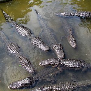 American Alligators