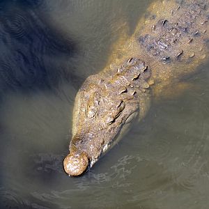 American Crocodile