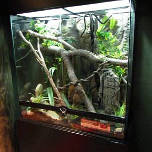 Mangrove Snake Exhibit