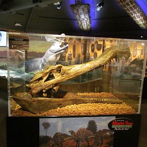 Sarcosuchus imperator replica fossil skull