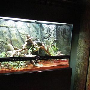 Centralian Python Exhibit