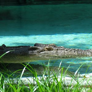 Saltwater Crocodile