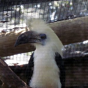 White-crowned Hornbill