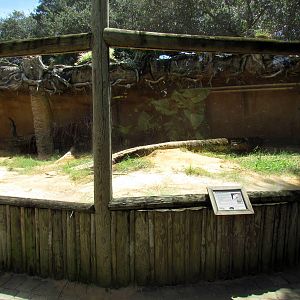 Komodo Dragon Exhibit