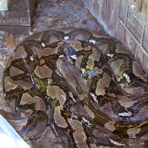 Reticulated Python