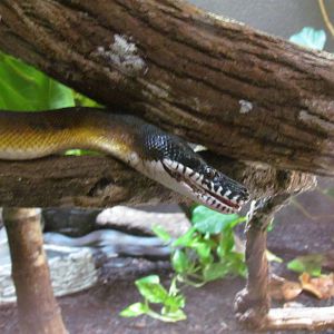 White-lipped Python