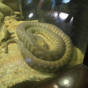 Woma