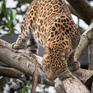 North Chinese leopard : Howletts : 14 Oct 2014