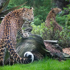 North Chinese leopard : Howletts : 14 Oct 2014