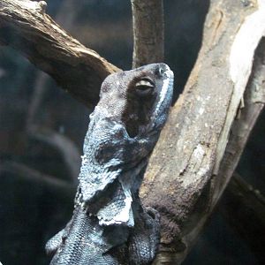 Frilled Lizard