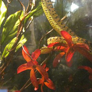 Philippine Palm Pit Viper