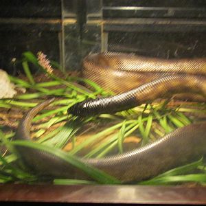 Black-headed Python