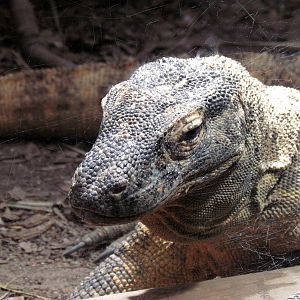 Komodo Dragon
