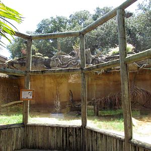 Komodo Draogn Exhibit