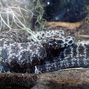 Dusky Pygmy Rattlesnake