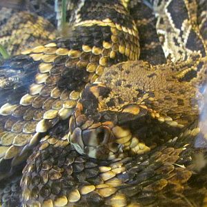 Eastern Diamondback Rattlesnake