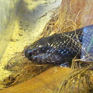 Black Pine Snake