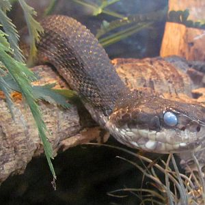 Florida Cottonmouth
