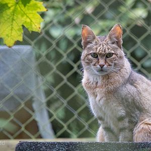 African wildcat : Howletts : 14 Oct 2014