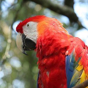 Scarlet Macaw