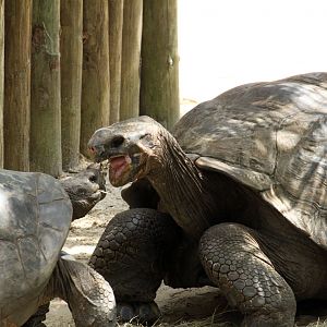 Galapagos Tortoise